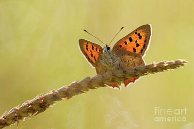  Photograph - Small Copper by Andy Brown