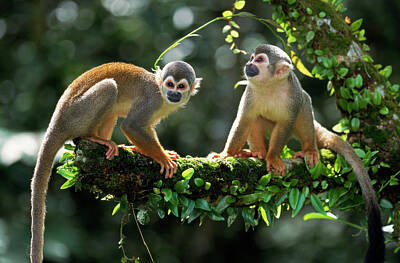 Common Squirrel Monkey Art