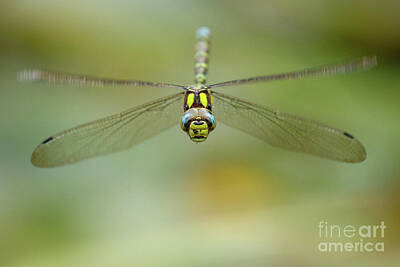  Photograph - Southern Hawker by Andy Brown