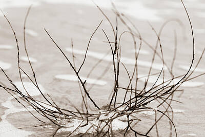  Photograph - Spider Driftwood by Chris Bordeleau