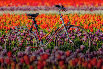 Designs Similar to Spring Tulips and Bicycle