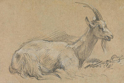 Goat Drawings
