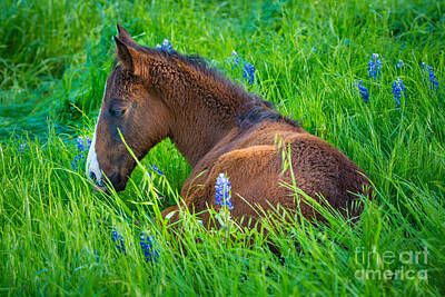 Designs Similar to Thoughtful Foal