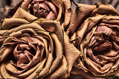 Designs Similar to Three Roses by Leyla Munteanu