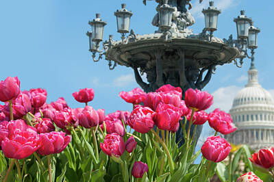  Photograph - Tulips with Bartholdi fountain by Dennis Ludlow