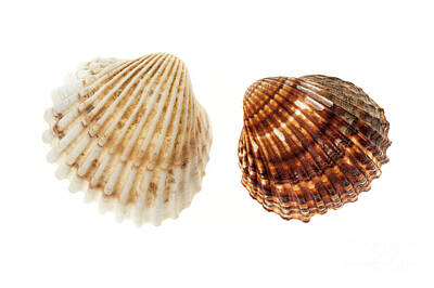 Designs Similar to Two cockle shells