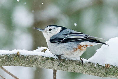 Designs Similar to White-breasted Nuthatch 9762