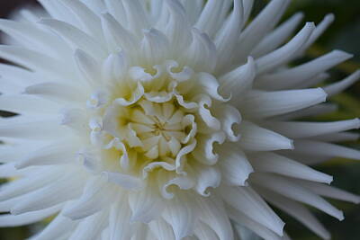  Photograph - White Dahlia by Gallery Of Hope 