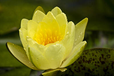 Designs Similar to Yellow Water Lilly