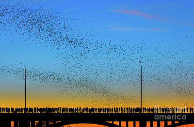  Photograph - A colony of 1.5 million Mexican free-tailed bats emerge from the by Austin Bat Tours