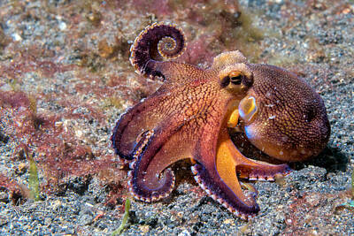 Coconut Octopus Art