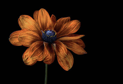 Designs Similar to Rudbeckia #1 by Mandy Disher