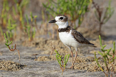 Designs Similar to Wilsons Plover #1