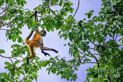 Black Handed Spider Monkey Photos