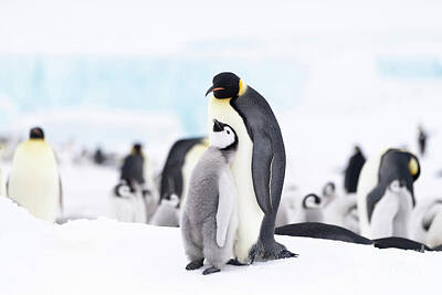 Designs Similar to Emperor Penguin And Chick #4