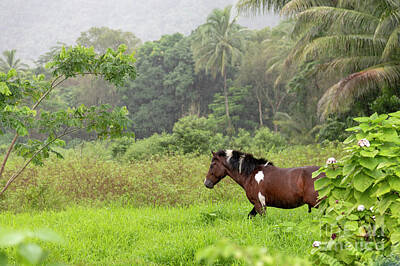 Designs Similar to Waipi'o Valley #5