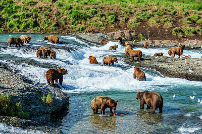 Grizzly Bear Photographs