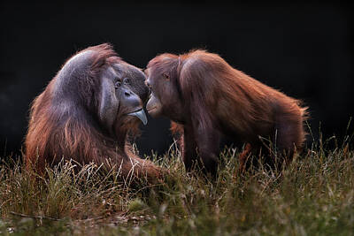 Orangutangs Photos