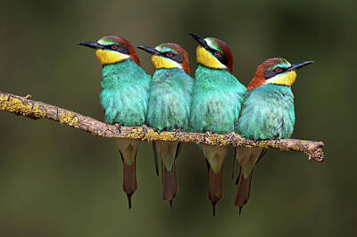 Bee-eater Art