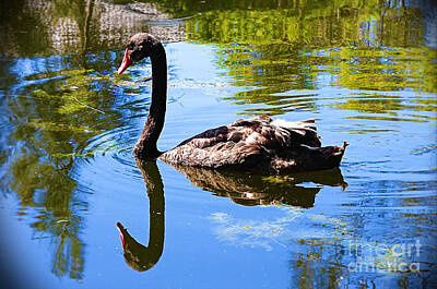 Designs Similar to Black Swan Reflection