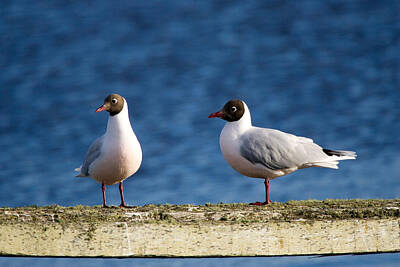 Designs Similar to Brown-hooded Gull