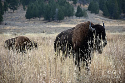  Photograph - Buffalo Prairie Spirit by Rose De Dan