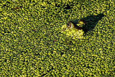 Duck Weed Photos