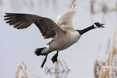 Designs Similar to Canada Goose Flying