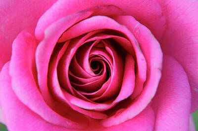 Designs Similar to Close Up Of A Pink Rose