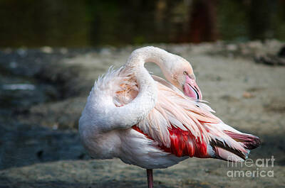Designs Similar to Close-up Pink Flamingo Portrait