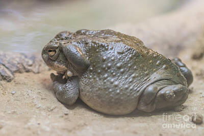 Sonoran Desert Toad Art Prints