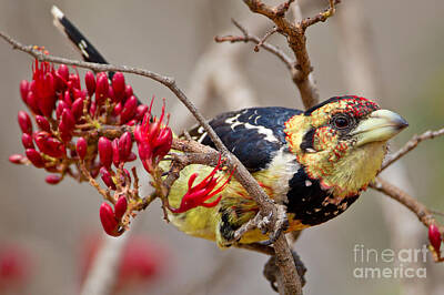 Designs Similar to Crested Barbet South Africa
