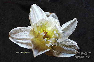  Photograph - Daffodil 19 by EGiclee Digital Prints