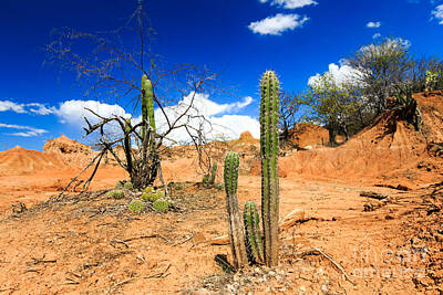 Designs Similar to Desert Cactus In Desert Tatacoa