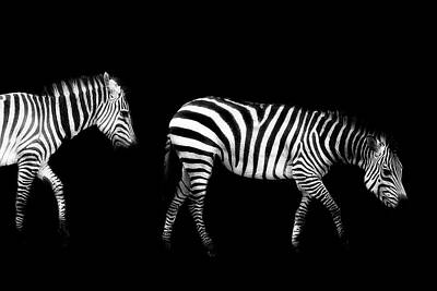 Designs Similar to Double Zebra Drama