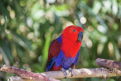 Eclectus Parrot Art Prints