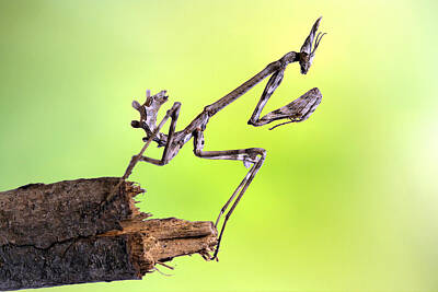 Stick Insects Green Art