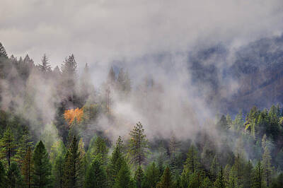  Photograph - Fall Colors on a Foggy Mountain by Ben North