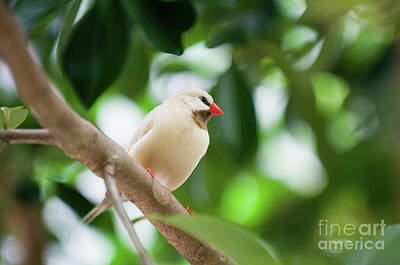 Shaft-tailed Finch Photos