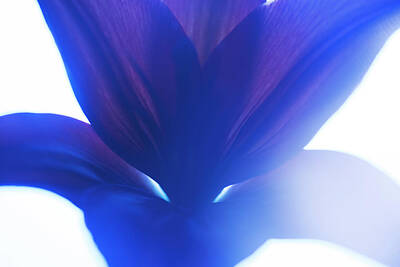  Photograph - Flower Abstract #1, 2013 by Chris Hunt