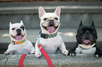 Designs Similar to French Bulldogs by Tokoro