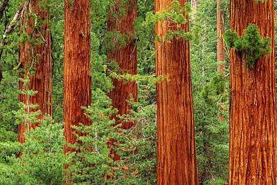Designs Similar to Giant Sequoias Sequoiadendron