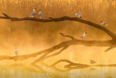 Black Headed Gull Art Prints