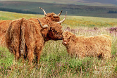 Highland Cattle Mother Horns Breed Scotland Family Art Prints