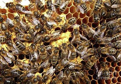 https://render.fineartamerica.com/images/rendered/search/print/8/5.5/break/images/artworkimages/medium/2/honey-bee-queen-amongst-workers-cordelia-molloyscience-photo-library.jpg