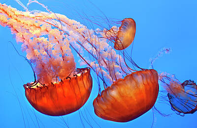 Designs Similar to Jelly Fish by Jill Buschlen