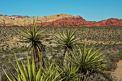 Designs Similar to Joshua Tree And Red Rock Canyon