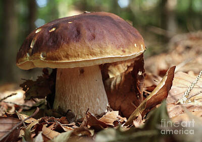 Designs Similar to King boletus - edible mushroom