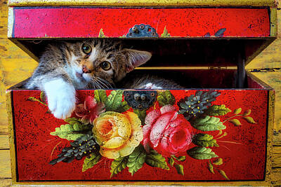 Designs Similar to Kitten In Red Wooden Box