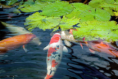 Designs Similar to Koi Fish Feeing On Lotus Leaves